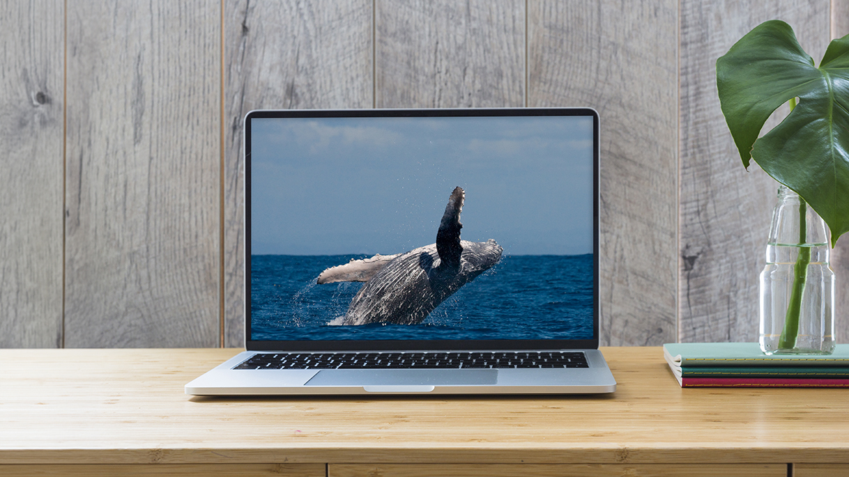 Whale tales